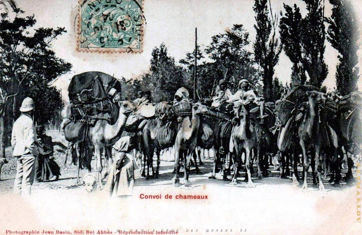 Algerie - Convoi de Chameaux - 1904.jpg